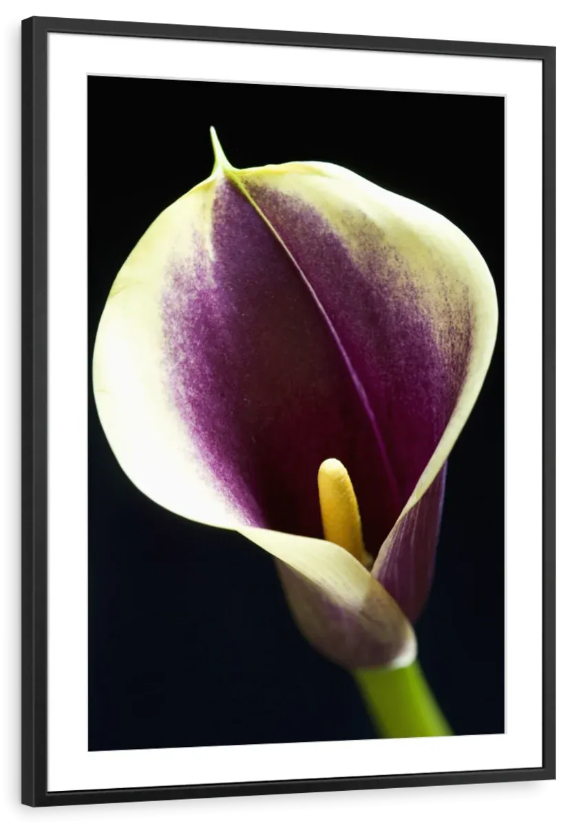 A Calla Lily I Wall Art