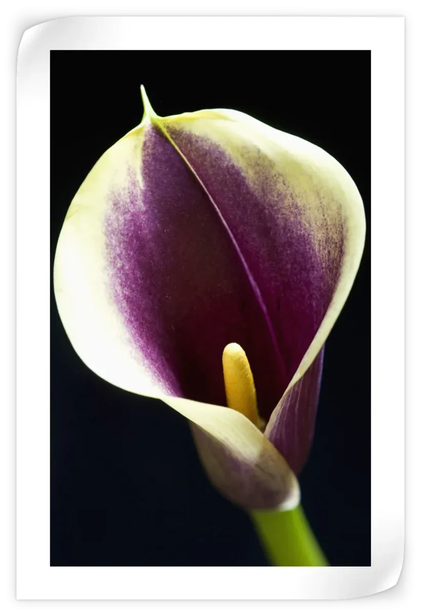 A Calla Lily I Wall Art