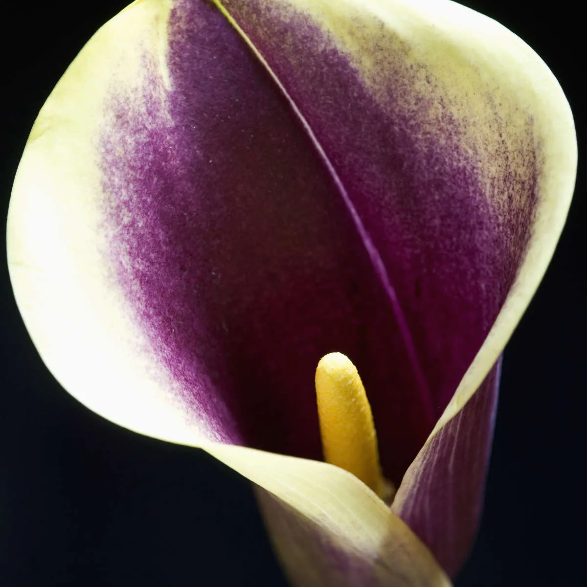 A Calla Lily I Wall Art