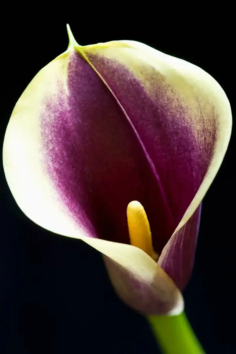 A Calla Lily I Wall Art