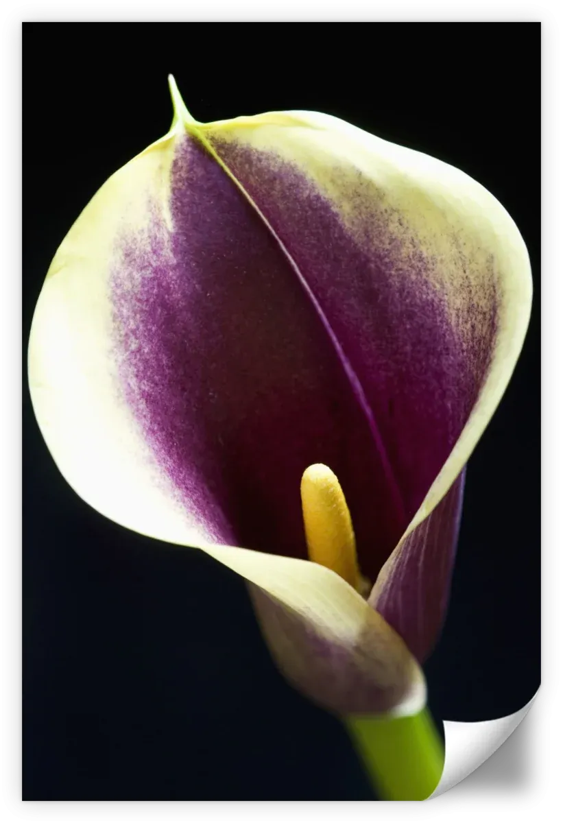 A Calla Lily I Wall Art