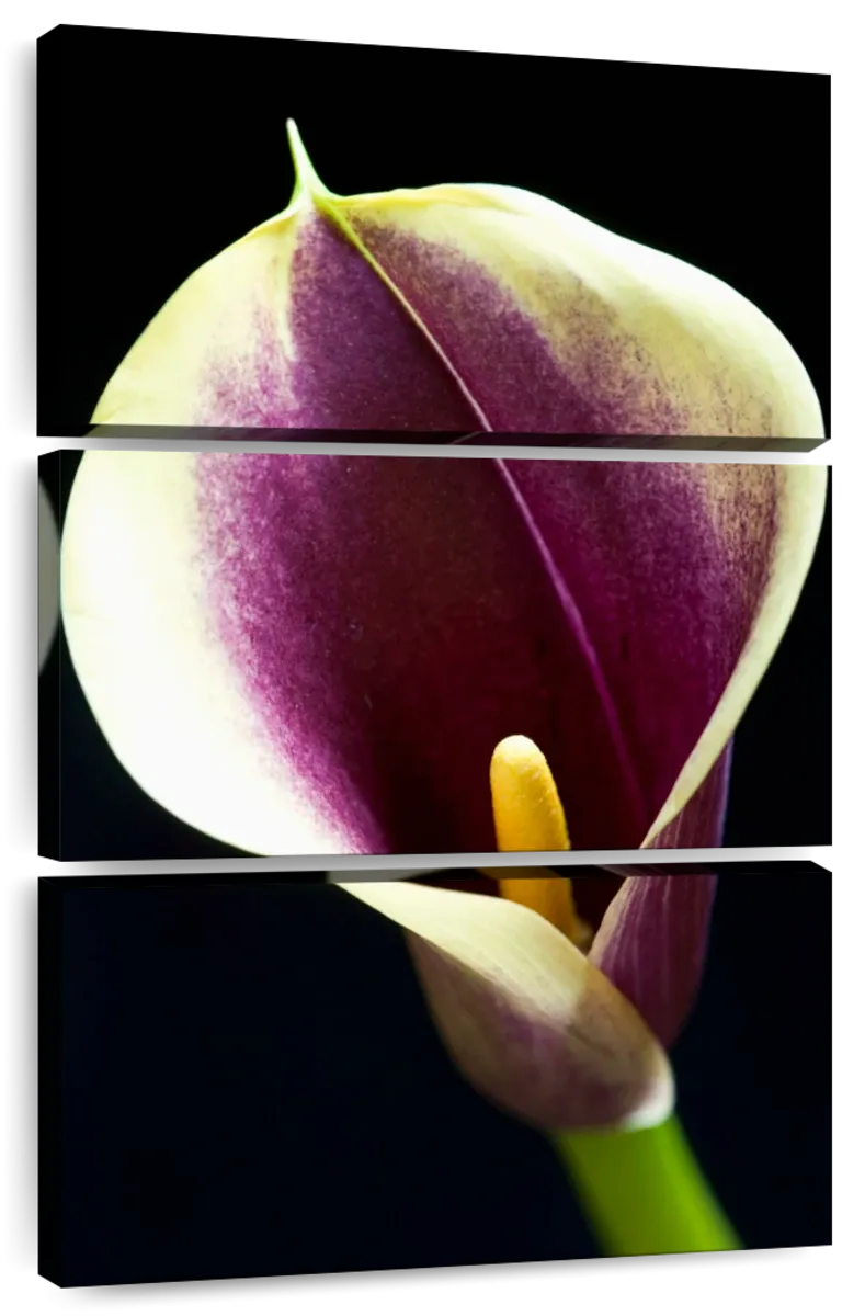 A Calla Lily I Wall Art