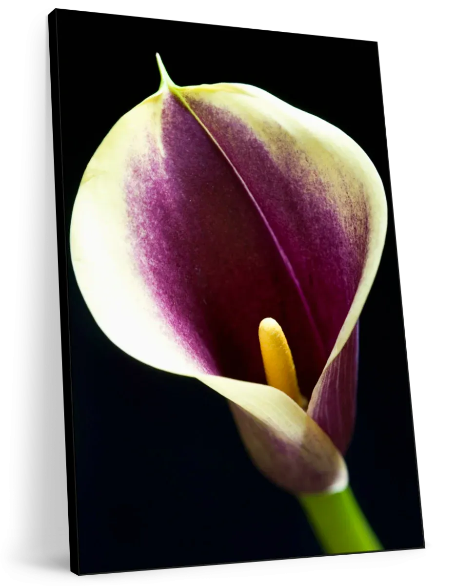 A Calla Lily I Wall Art