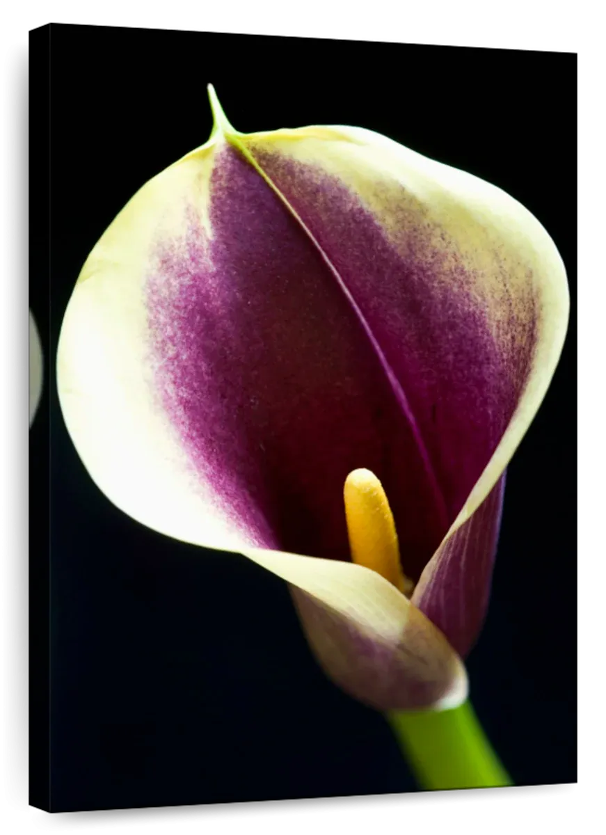 A Calla Lily I Wall Art