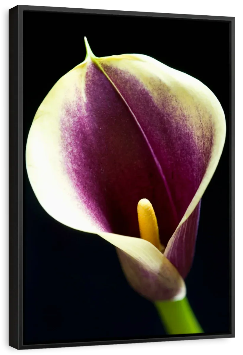 A Calla Lily I Wall Art